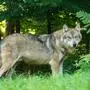 Wolf am Waldrand | Der Wolf sei ein wichtiger Bestandteil gesunder Ökosysteme, so der Tierschutzverein