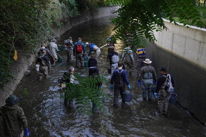 Heute begann das Abfischen des Mühlgangs mit rund 40 Freiwilligen