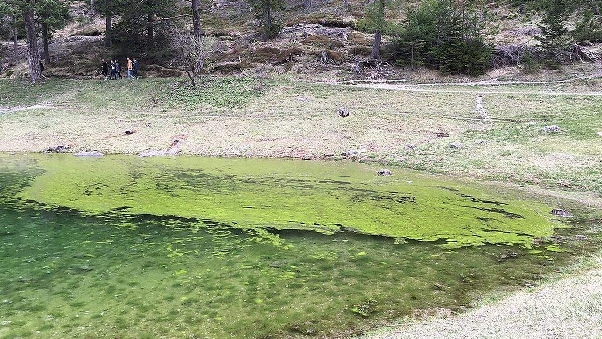 Großflächige Algen am Grünen See