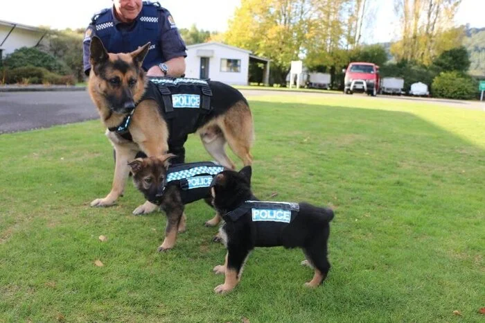 Hier sind gleich mehrere Generationen von Polizeihunden in Neuseeland zu sehen.
