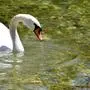 ABD0075_20190517 - GMUNDEN - ÖSTERREICH: ++ THEMENBILD ++  Ein Schwan am Traunsee in Gmunden, am Freitag, 17. Mai 2019. - FOTO: APA/BARBARA GINDL