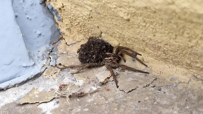 Die Schwarzbäuchige Tarantel ist immer öfter zu sehen 