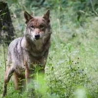 Ein weiblicher Wolf, wie hier auf dem Bild, hat in Neuberg an der Mürz zugeschlagen