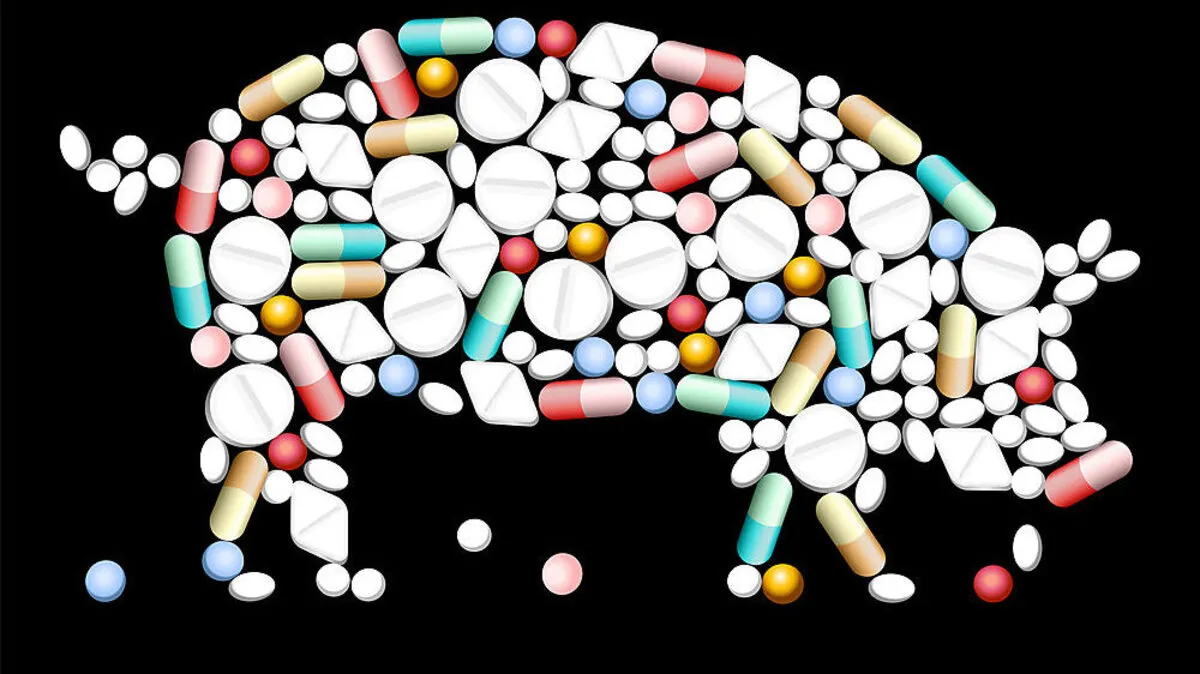 Um die wachsende Nachfrage zu decken, wurde die Tierzucht intensiviert, unter anderem mit einem höheren Einsatz von Antibiotika