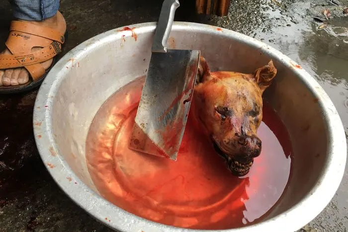 Tierschützer beschreiben das Ritual als äußerst brutal: Viele Hunde würden zu Tode geprügelt oder bei lebendigem Leib ins Wasser geworfen, weil die Leute glaubten, die Angst der Tiere mache das Fleisch besonders schmackhaft.