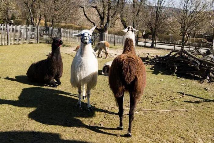 Zu all den Tieren am Boden klopfte eifrig ein Buntspecht an einem dürren Ast und ließ sich fotografieren
