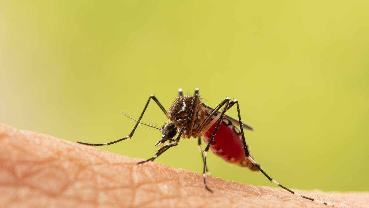 Verschiedene Mückenarten können das Dengue-Fieber übertragen