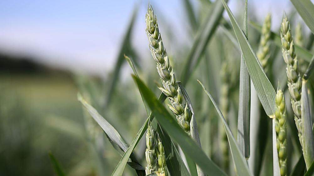Die Weizenernte wird in Österreich besser ausfallen als im Vorjahr