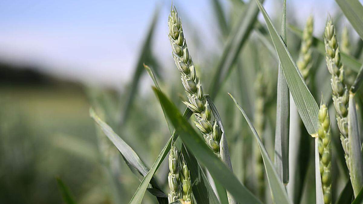 Die Weizenernte wird in Österreich besser ausfallen als im Vorjahr
