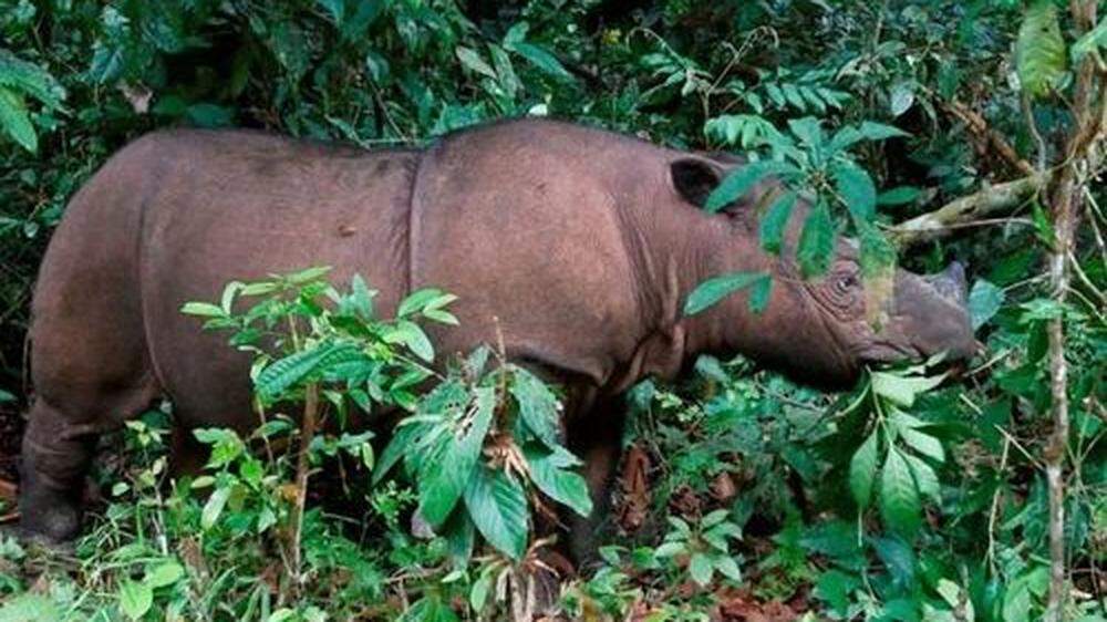 Sumatra-Nashorn Iman ist tot