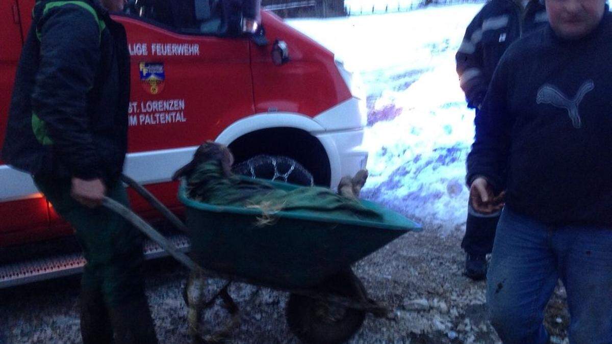 Das Kalb konnte von der Feuerwehr gerettet werden