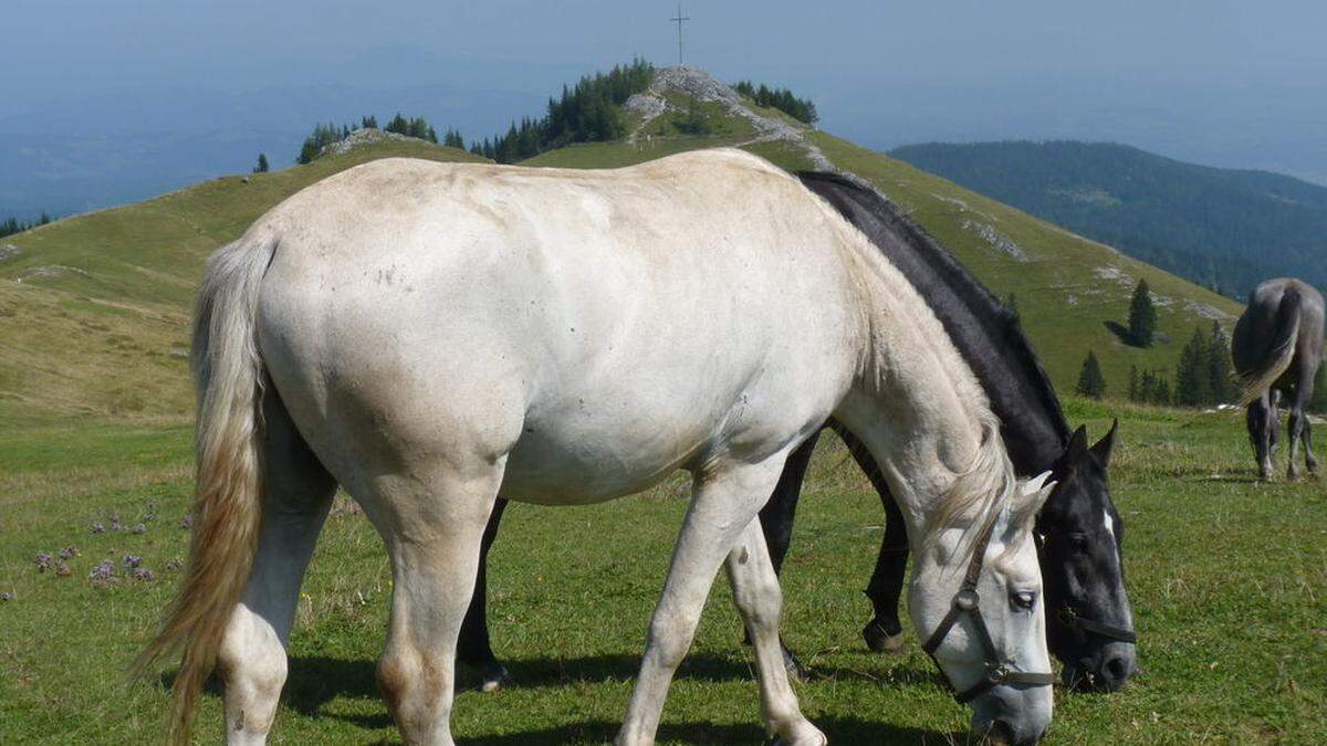 Bis 9. September sind die Lipizzanerhengste auf der Stubalm