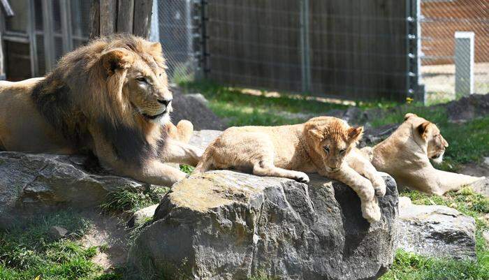 Ein Bild aus besseren Tagen: Papa Cäsar und Mama Amira mit ihren Löwenjungen