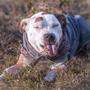 Pitbulls werden - wie alle anderen Hunde auch - friedfertig geboren und später durch Menschen aggressiv gemacht, sagen Experten