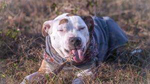 Pitbulls werden - wie alle anderen Hunde auch - friedfertig geboren und später durch Menschen aggressiv gemacht, sagen Experten