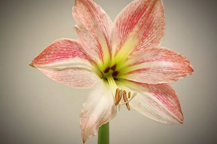 Die Amaryllis fühlt sich wohl am Fensterbrett – das durch das Fenster fallende Tageslicht bringt sie zum Strahlen. 