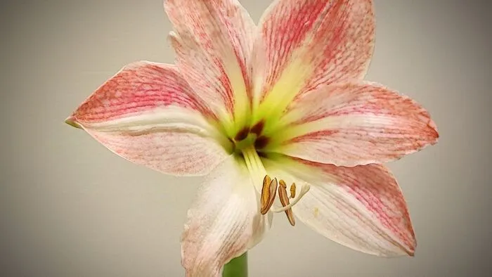 Die Amaryllis fühlt sich wohl am Fensterbrett – das durch das Fenster fallende Tageslicht bringt sie zum Strahlen.