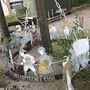 Förderantrag für Sanierung des Malbaums ist auf Schiene