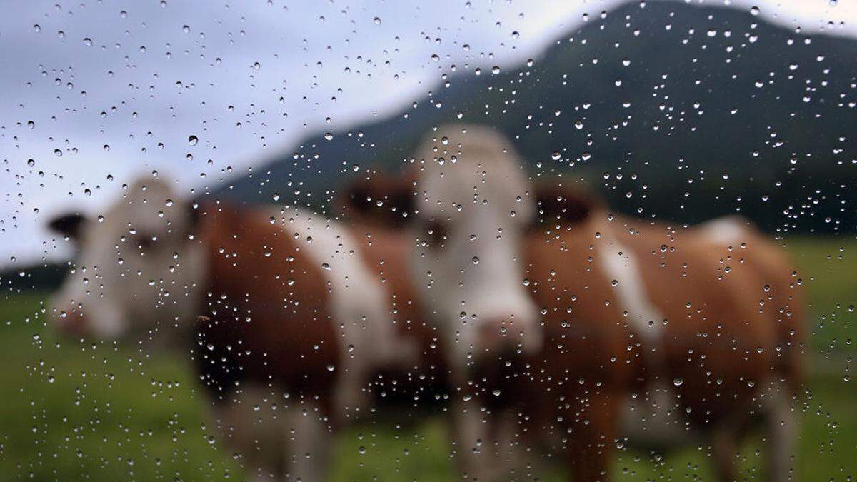 Für das Vieh ist der schöne Sommer auf der Alm vorbei