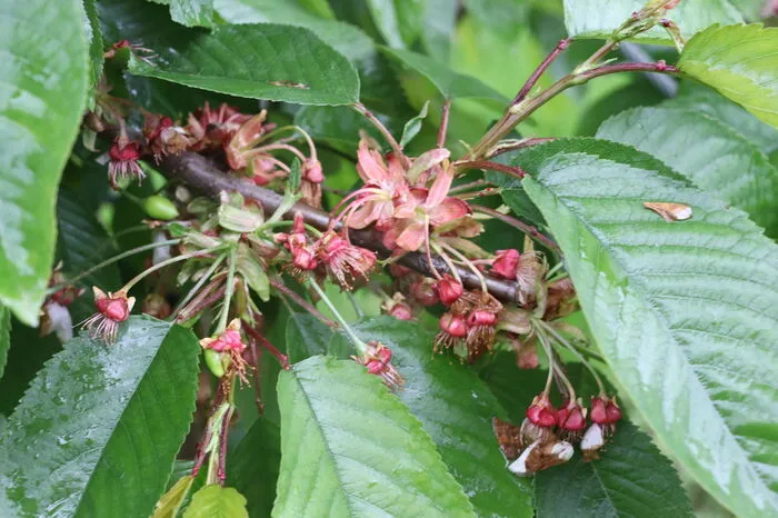 In Bodennähe schauen die Blüten so aus.