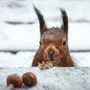 Eichhörnchen