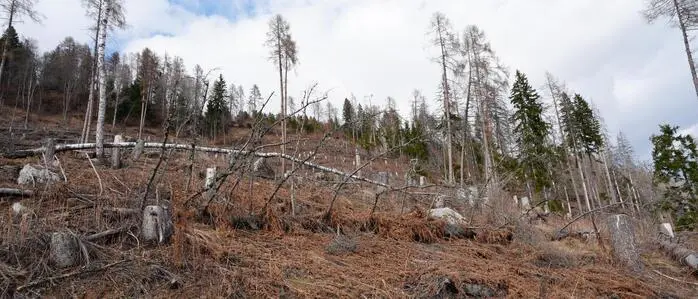 Die Wälder im Mölltal wurden durch Stürme und Borkenkäfer stark in Mitleidenschaft gezogen