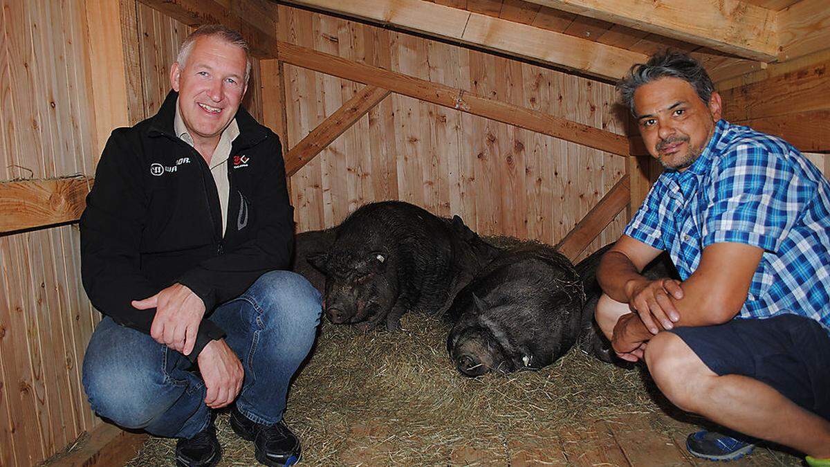 Hannes Mattersdorfer (links) und Tierheimleiter Jorge Montiel mit den Hängebauchschweinen