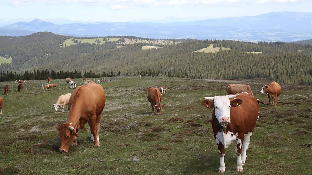 Der geplante Windpark Bärofen ist umstritten