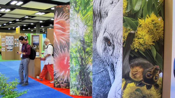 Das Thema Elfenbein war ein Krimi bis zum Schluss. Tagelang diskutierten sich die 1300 stimmberechtigten Mitglieder der Internationalen Naturschutzunion (IUCN) auf ihrer Weltkonferenz in Honolulu (USA) die Köpfe heiß. Trotz Gegenwinds aus Namibia, Südafrika, Japan und Kanada ging die Resolution für ein Verbot des nationalen Elfenbeinhandels aber in der Nacht zu Sonntag (MESZ) über den Tisch.