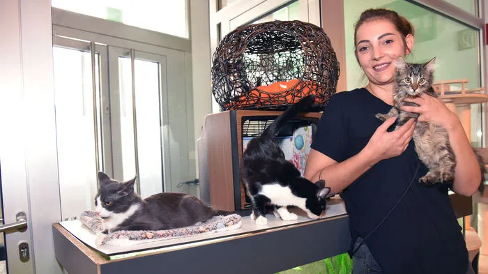 Bei Verena Kulterer im Katzencafé in der Klagenfurter Paulitschgasse ist nach sieben Jahren eine neue Katzentruppe eingezogen, da die alte Gruppe sich nach einem Todesfall zerstritten hatte. Die Stubentiger haben bei der Kaffeehaus-Inhaberin und ihren sechs Mitarbeitern ein neues privates Zuhause bezogen. Die Jungstars sind noch sehr verspielt. Sie präsentieren sich ab Montag (vorerst zur leichteren Eingewöhnung nach telefonischer Reservierung unter - 0660 - 84 33 211) ab neun Uhr vormittags ihren Gästen. Wir durften sie schon kennenlernen. . .