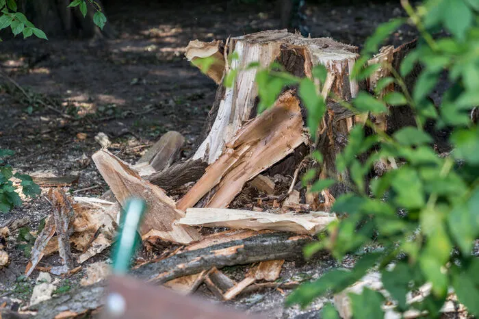 Mehr als 100 Baumriesen von bis zu 40 Metern Höhe sind in Folge des Unwetters auf öffentlichem Grund in Mitleidenschaft gezogen worden - sie sind entweder umgestürzt oder wurden so stark beschädigt, dass sie gefällt werden mussten.