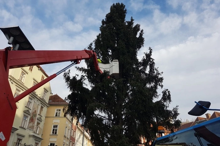Auch die Äste werden genau inspiziert.