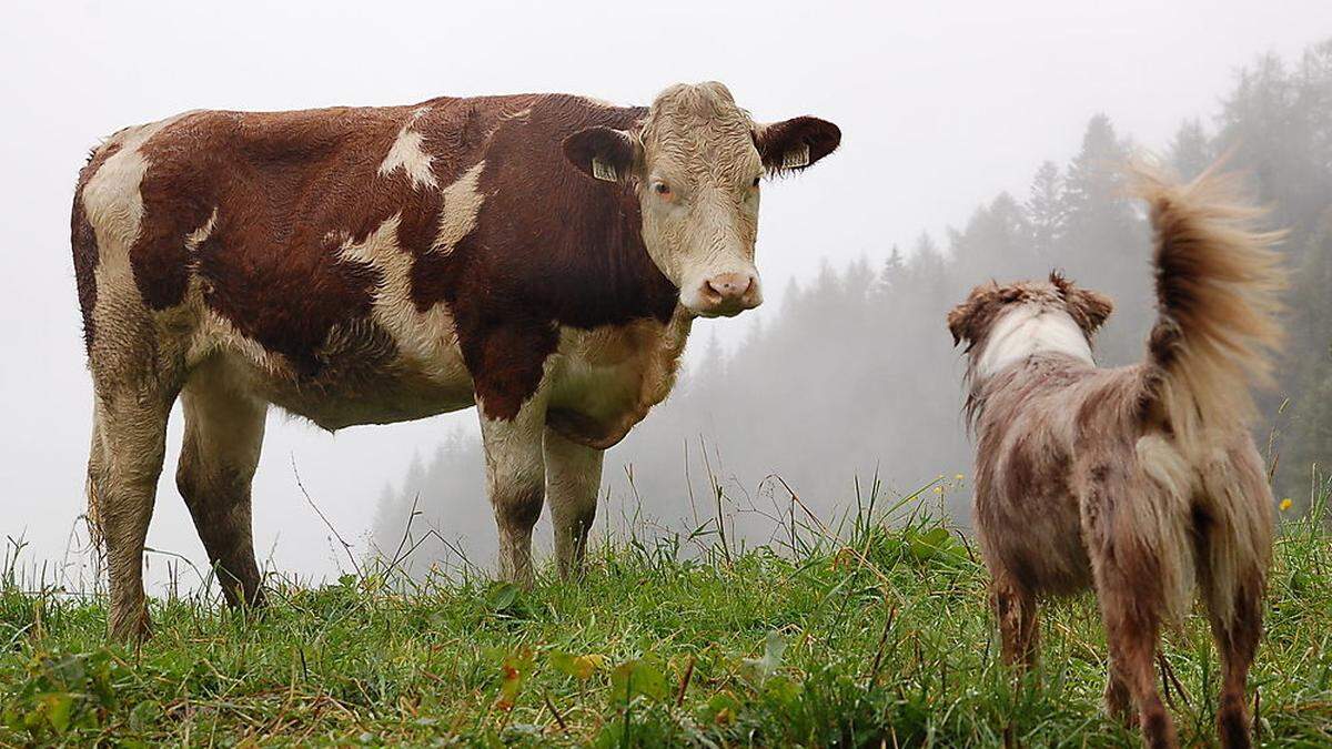 Wieder war ein Hund Ursache für eine Kuhattacke (Symbolbild)