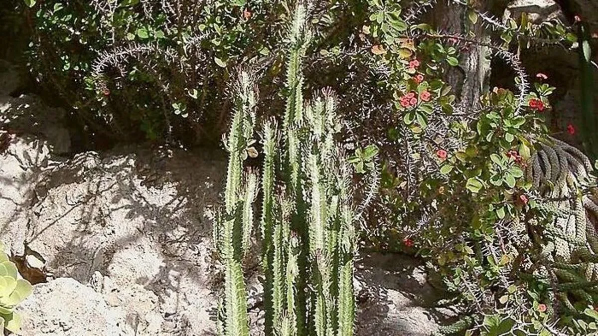 Euphorbia trigona, BG Jardin Exotique in Monaco 