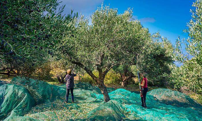 In Handarbeit werden die Oliven auf Kreta geerntet