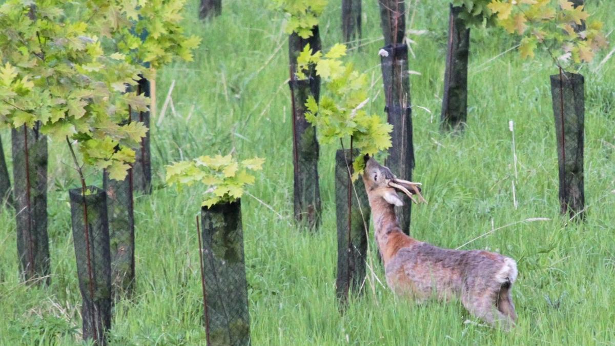 Plastik kam bisher zum Einsatz, um Bäume vor Wildverbiss zu schützen