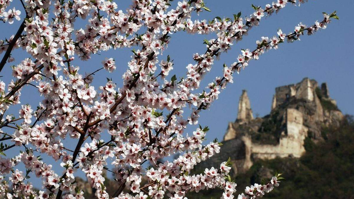 Die ersten Marillenbäume könnten schon rund um den 25. März blühen