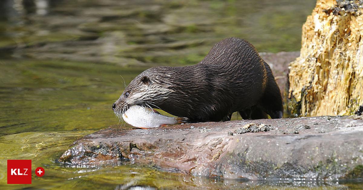Wolfsberg Fischer sind empört Fischotter fressen die Lavant leer