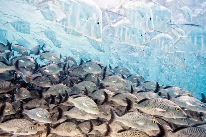 Die Bodengucker-Fische tarnen sich in der Nähe der kleinen Insel Isla Contoy in Mexiko.