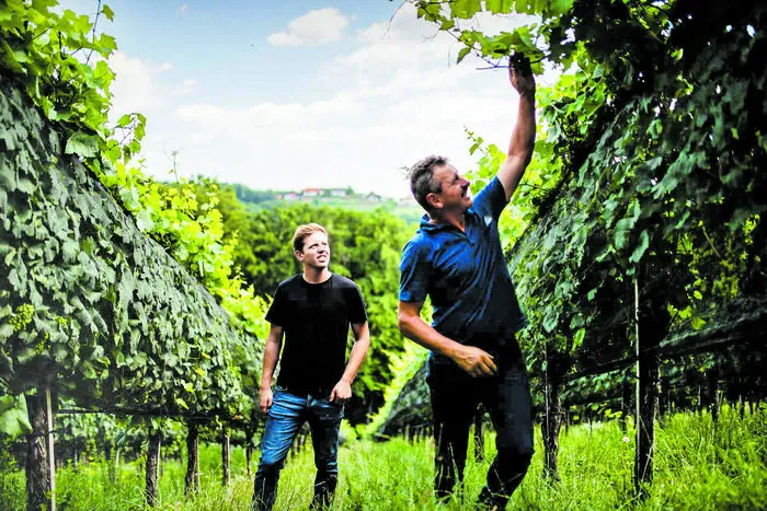 Die Familie Pfeifer produziert ihre Weine so naturnah wie möglich und ganz ohne Herbizide