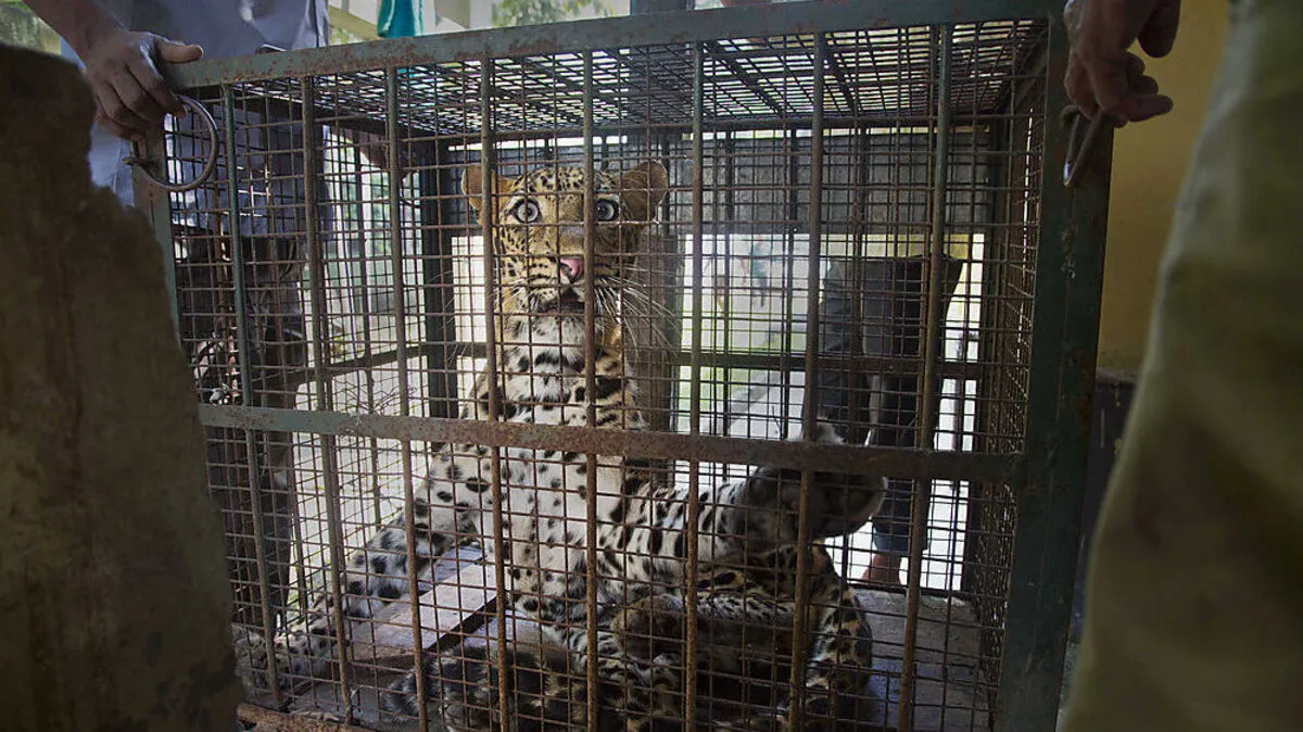 Der Leopard wird von einer Tierärztin und anderen Helfern abtransportiert, nachdem die Familie die Polizei alarmierte.