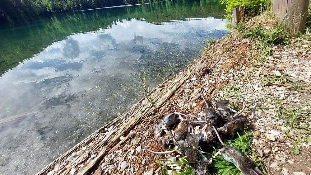 Das Mäuse-Problem an den Laghi di Fusine (Weißenfelser Seen) wird weniger, ist aber noch nicht vorbei