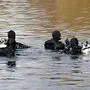 Die Suchaktion am Ossiacher See wurde um 17.20 Uhr eingestellt