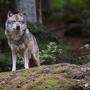 In Kärnten könnten 40 Tiere von einem Wolf getötet worden sein (Sujetbild)