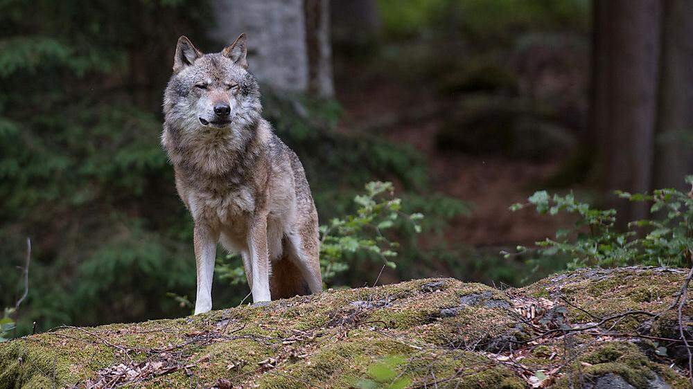 In Kärnten könnten 40 Tiere von einem Wolf getötet worden sein (Sujetbild)