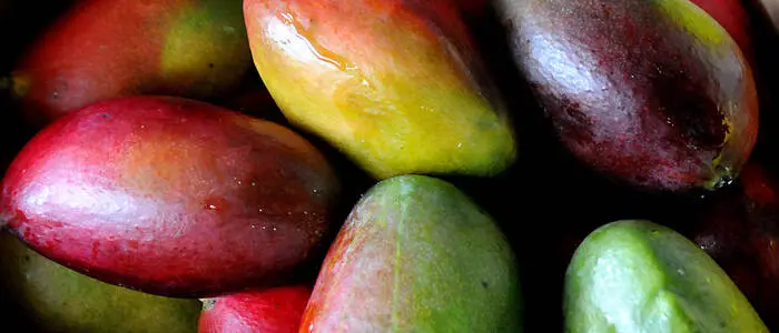 Die betroffenen Mangos sollten keinesfalls verzehrt werden
