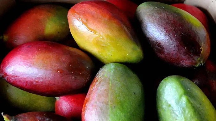 Die betroffenen Mangos sollten keinesfalls verzehrt werden