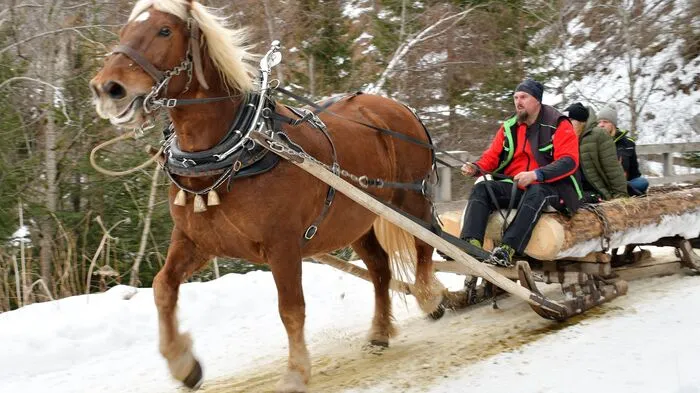 21 Gespanne aus ganz Kärnten, Süd-, Nord- und Osttirol folgten dem Ruf des Pferdezuchtvereins K23 Winklern und kamen zum zweiten Holzfuhrwerken nach Putschall ins Obere Mölltal.
