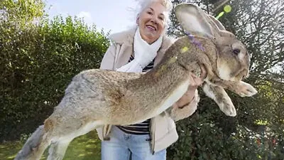 Am Bild: Riesenhase Darius, das ist der Vater von Riesenhase Simon. 