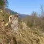 Entlang der B94 von Villach kommend Richtung Annenheim wurde eine große Fläche abgeholzt, diese wird aber wieder aufgeforstet